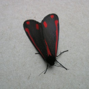 The Cinnabar (Tyria jacobaeae)