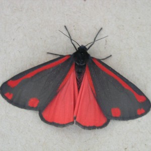 The Cinnabar (Tyria jacobaeae)