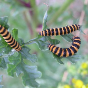 The Cinnabar (Tyria jacobaeae)