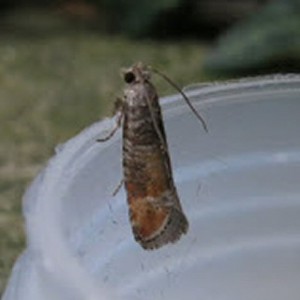 Pine Leaf-mining Moth (Clavigesta purdeyi)