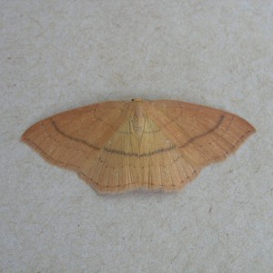 Clay Triple-lines (Cyclophora linearia)