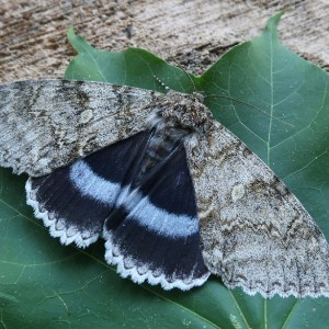 Clifden Nonpareil (Catocala fraxini)