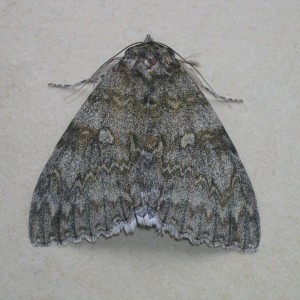 Clifden Nonpareil (Catocala fraxini)