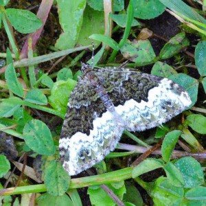 Cloaked Carpet (Euphyia biangulata)