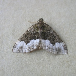 Cloaked Carpet (Euphyia biangulata)