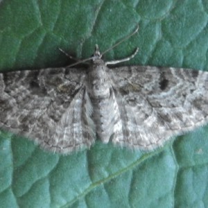 Cloaked Pug (Eupithecia abietaria)