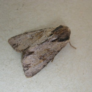 Clouded-bordered Brindle (Apamea crenata)