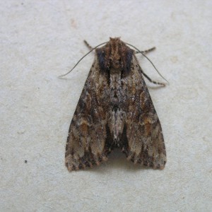 Clouded Brindle (Apamea epomidion)