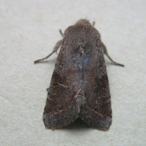 Clouded Drab (Orthosia incerta)