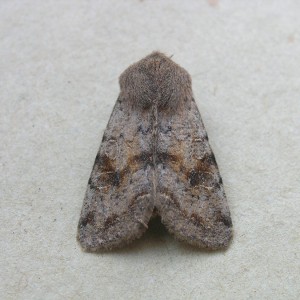 Clouded Drab (Orthosia incerta)