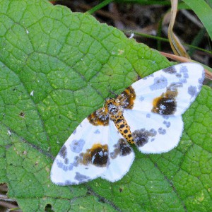 Clouded Magpie (Abraxas sylvata)