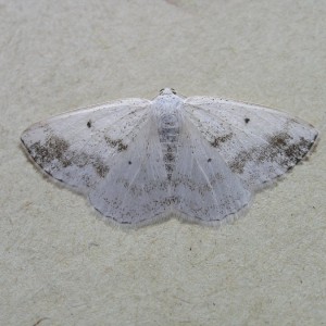 Clouded Silver (Lomographa temerata)