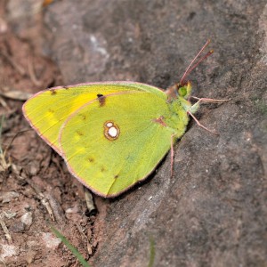 Clouded Yellow (Colias croceus)