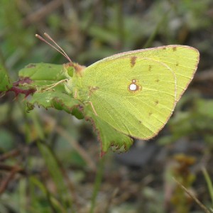 Clouded Yellow (Colias croceus)