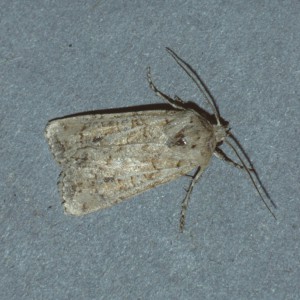 Coast Dart (Euxoa cursoria)