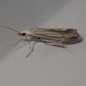 (Coleophora betulella)