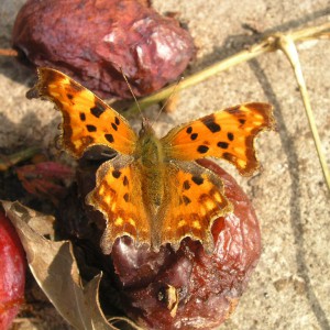 Comma (Polgonia c-album)