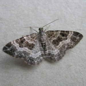 Common Carpet (Epirrhoe alternata)