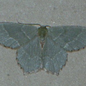 Common Emerald (Hemithea aestivaria)