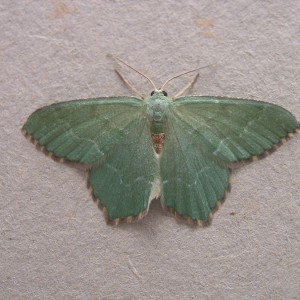 Common Emerald (Hemithea aestivaria)