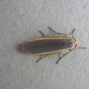 Common Footman (Eilema lurideola)