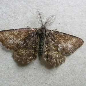 Common Heath (Ematurga atomaria)