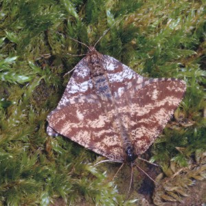 Common Heath (Ematurga atomaria)