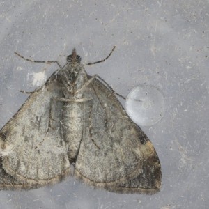 Common Marbled Carpet (Dysstroma truncata)