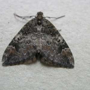 Common Marbled Carpet (Dysstroma truncata)