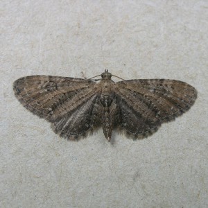 Common Pug (Eupithecia vulgata)