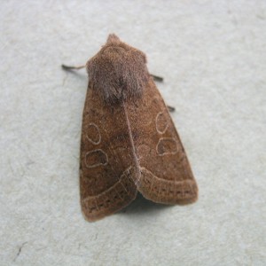 Common Quaker (Orthosia cerasi)