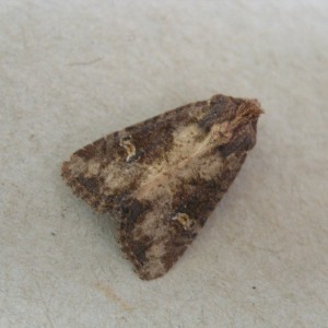 Common Rustic (Mesapamea secalis)