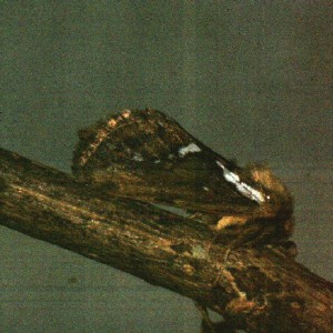 Common Swift (Korscheltellus lupulina)