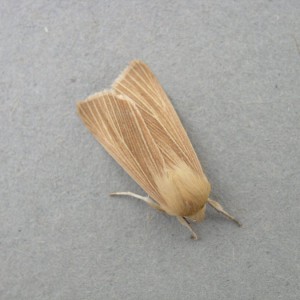 Common Wainscot (Mythimna pallens)