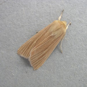 Common Wainscot (Mythimna pallens)