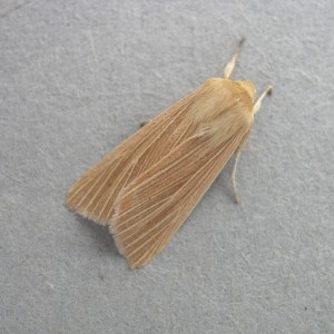 Common Wainscot (Mythimna pallens)