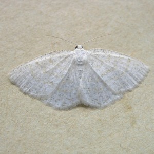 Common Wave (Cabera exanthemata)