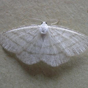 Common White Wave (Cabera pusaria)