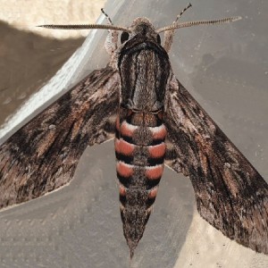 Convolvulus Hawk-moth (Agrius convolvuli)