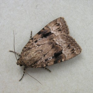 Copper Underwing (Amphipyra pyramidea)