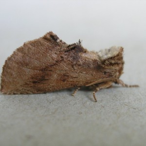 Coxcomb Prominent (Ptilodon capucina)