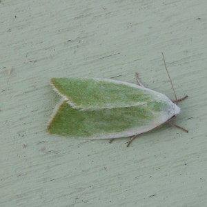 Cream-bordered Green Pea (Earias clorana)