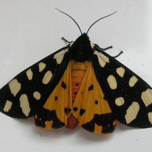 Cream-spot Tiger (Arctia villica)