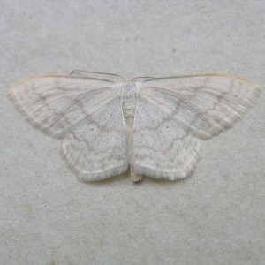 Cream Wave (Scopula floslactata)