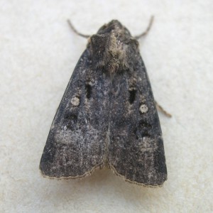 Crescent Dart (Agrotis trux)