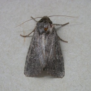 Crescent Striped (Apamea oblonga)