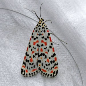 Crimson Speckled (Utetheisa pulchella)