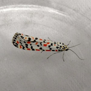 Crimson Speckled (Utetheisa pulchella)