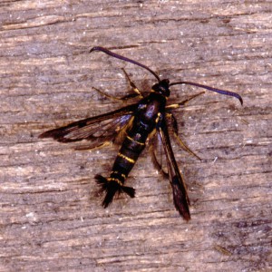 Currant Clearwing (Synanthedon tipuliformis)