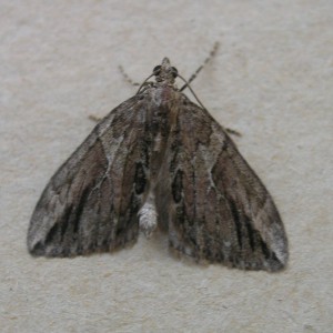 Cypress Carpet (Thera cupressata)